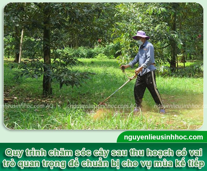 Kỹ thuật phục hồi cây sau thu hoạch xanh tốt, sạch nấm bệnh
