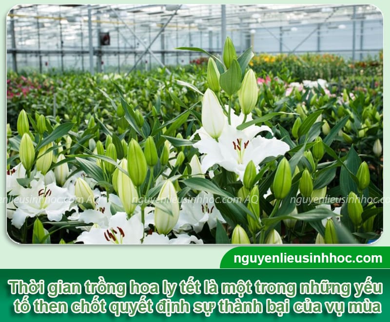 Thời gian trồng hoa ly tết và Bí quyết cho hoa nở đúng dịp