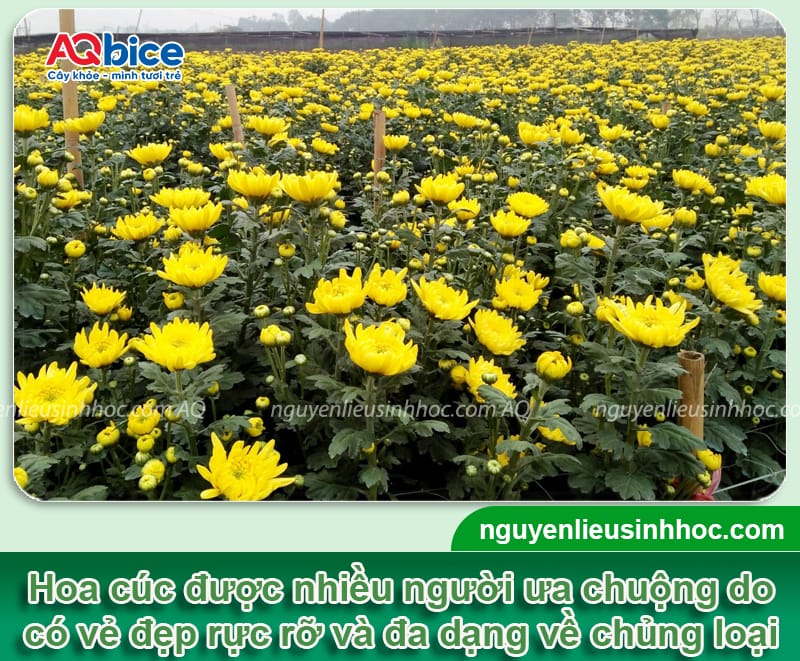 Nên trồng hoa cúc Tết vào tháng mấy để bông ra kịp tết 1 Nên trồng hoa cúc Tết vào tháng mấy để bông ra kịp tết