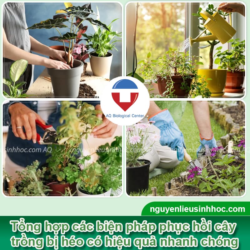 Cách phục hồi cây bị héo: Giải pháp đơn giản để cây luôn xanh tươi