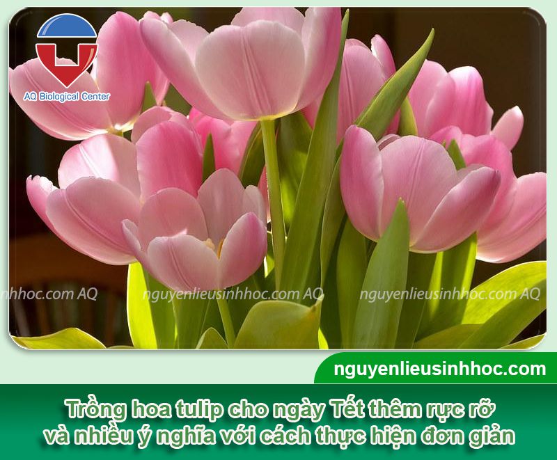 Cách trồng hoa tulip nở đúng Tết và chăm hoa đơn giản tại nhà