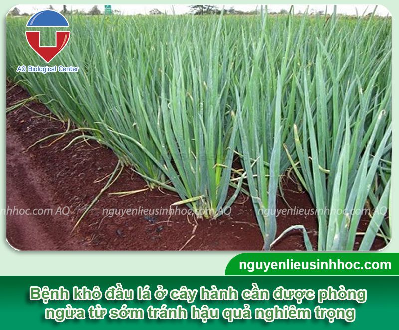 Bệnh khô đầu lá hành nguyên nhân và cách phòng trị