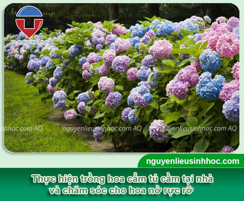 Cách trồng hoa cẩm tú cầu trong chậu tại nhà ra hoa dịp Tết