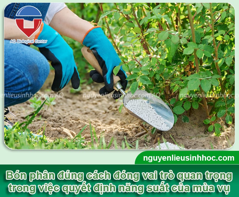 Bón phân gì cho cây ra hoa đậu trái sai trĩu, không sâu bệnh