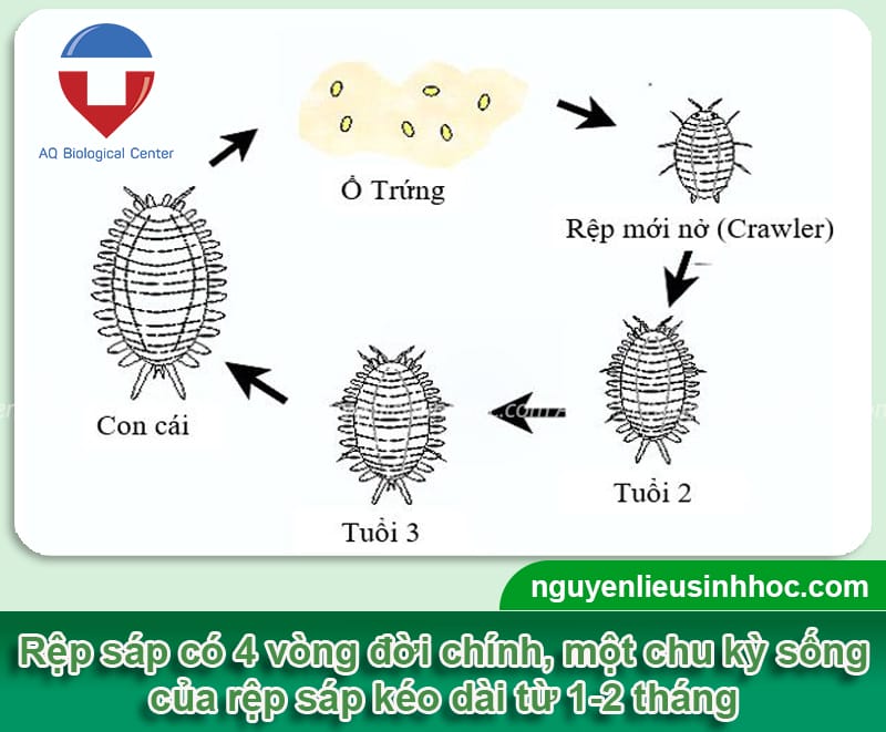 Phòng trị rệp sáp hại rễ hiệu quả, bảo vệ cây xanh tốt