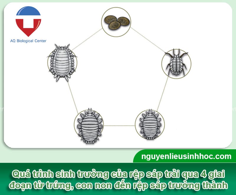 Phòng trừ rệp sáp hại tiêu bằng cách an toàn, không độc hại