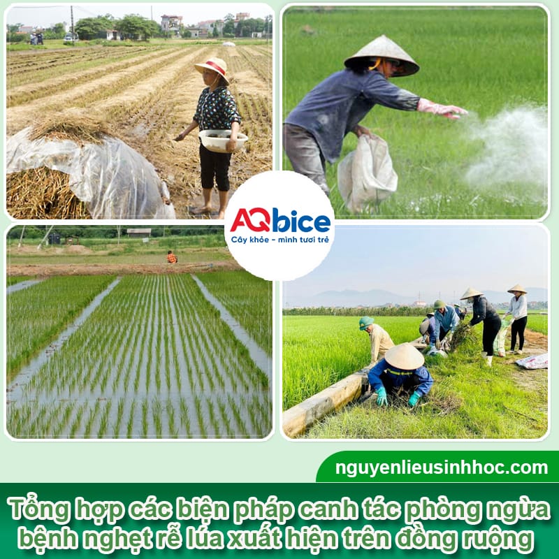 Xử lý dứt điểm bệnh nghẹt rễ lúa giúp cây xanh tốt nhanh