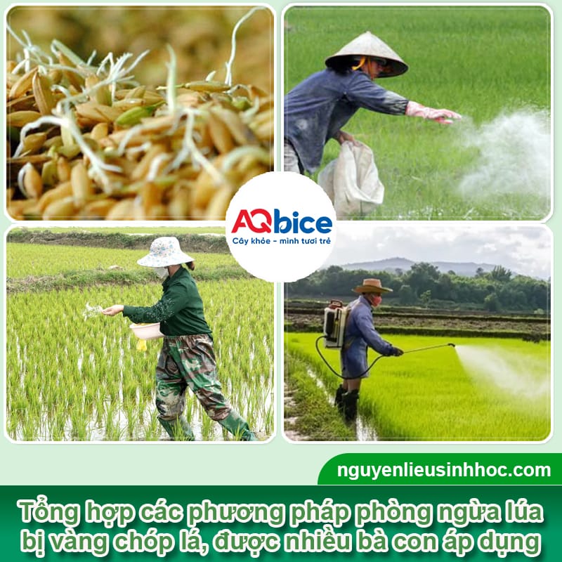 Lúa bị vàng chóp lá do đâu và Thuốc đặc trị dứt điểm