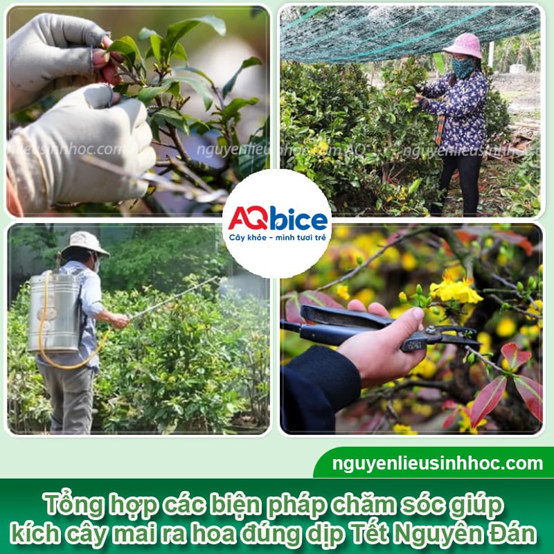 Thuốc phun kích thích ra hoa mai đúng Tết nguyên đán 2026 3 Thuốc phun kích thích ra hoa mai đúng Tết nguyên đán 2026