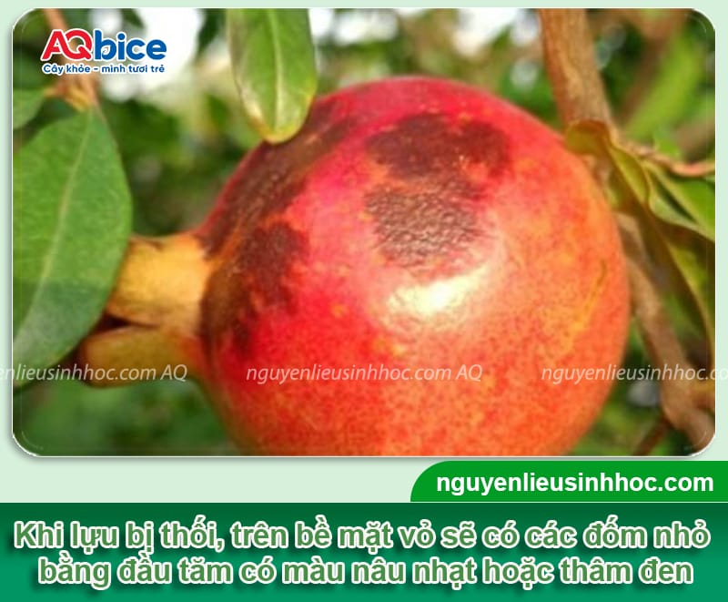 Lựu bị thối trái: Nguyên nhân và Cách phòng trị dứt điểm
