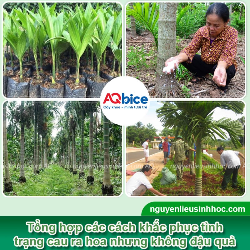 Nguyên nhân cau ra hoa nhưng không đậu quả và Cách xử lý 2 Nguyên nhân cau ra hoa nhưng không đậu quả và Cách xử lý