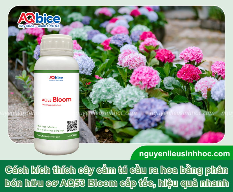 Cách kích thích cẩm tú cầu ra hoa đồng loạt, bông to rực rỡ 4 Cách kích thích cẩm tú cầu ra hoa đồng loạt, bông to rực rỡ