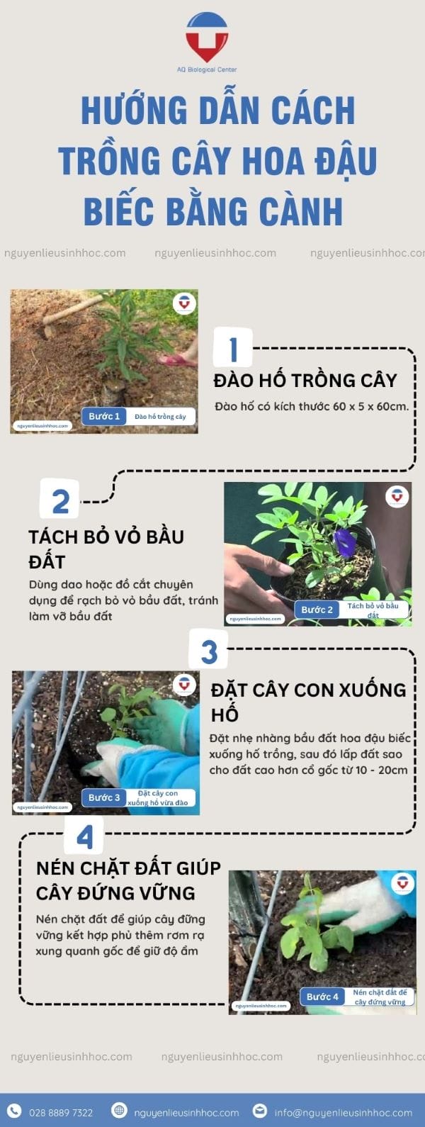 Hướng dẫn cách trồng cây đậu biếc đơn giản tại nhà