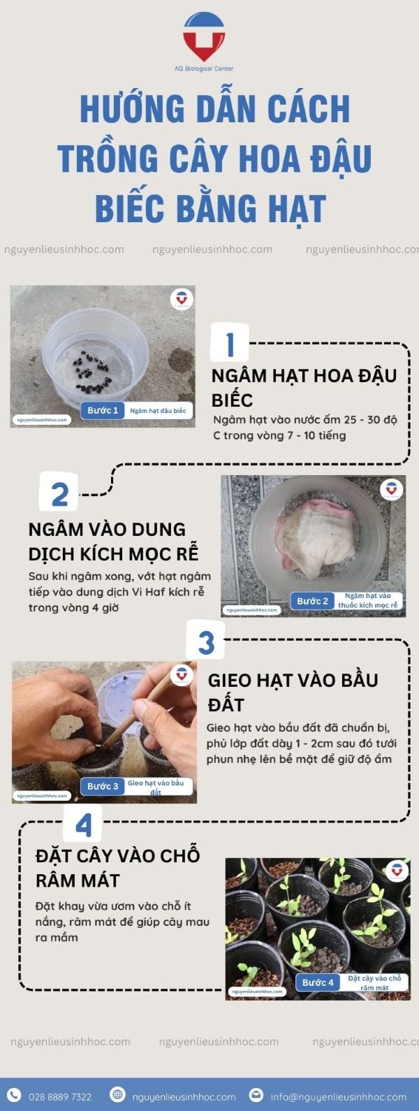 Hướng dẫn cách trồng cây đậu biếc đơn giản tại nhà