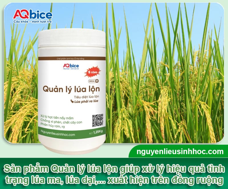 Cách xử lý lúa ma hiệu quả, giúp bảo vệ sản lượng thu hoạch 4 Cách xử lý lúa ma hiệu quả, giúp bảo vệ sản lượng thu hoạch