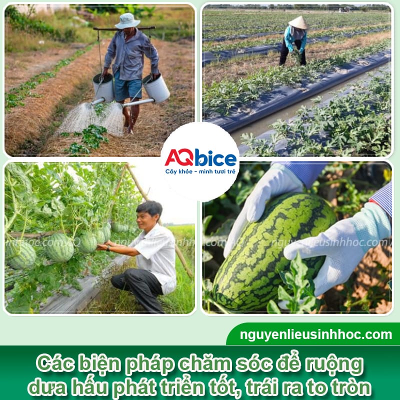 Cách trồng dưa hấu Tết 2026 để quả ra tròn trịa, ngọt lịm 4 Cách trồng dưa hấu Tết 2026 để quả ra tròn trịa, ngọt lịm