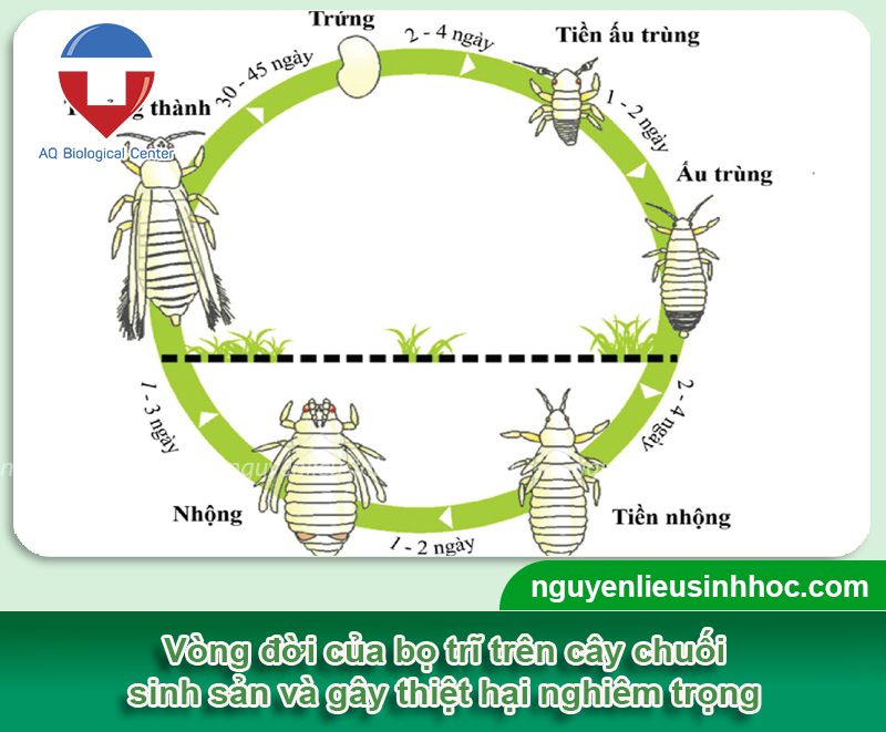 Bọ trĩ hại chuối: Nhận biết, cách phòng trừ hiệu quả với Mebe Pa