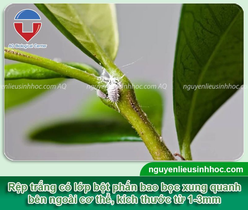 Phòng trị hoa hồng bị rệp trắng hiệu quả và nhận biết rệp