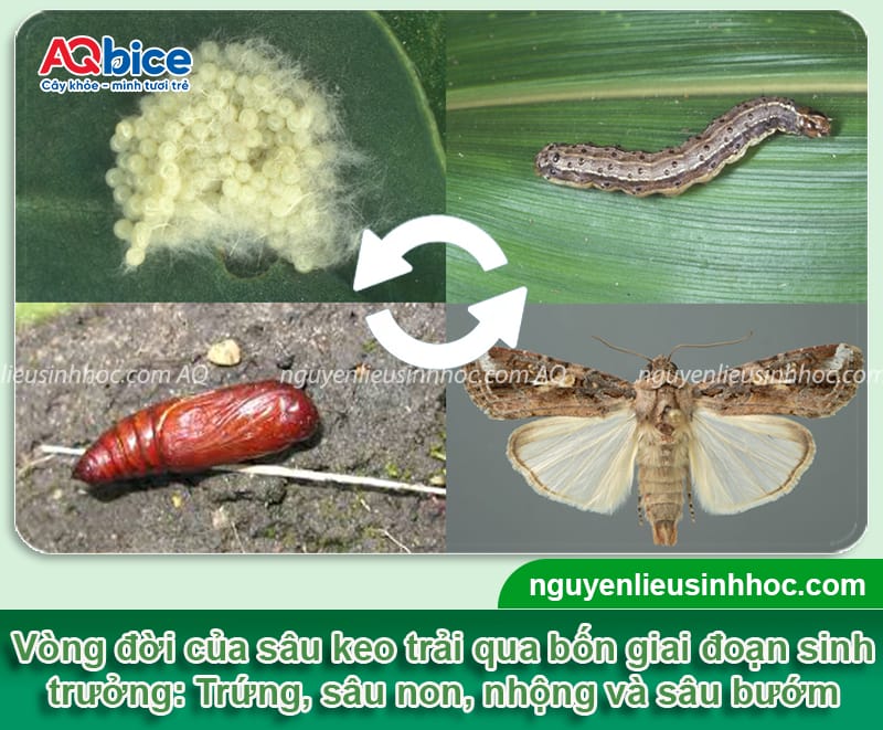 Nhận biết sâu keo hại lúa và Cách phòng trừ dứt điểm 2 Nhận biết sâu keo hại lúa và Cách phòng trừ dứt điểm