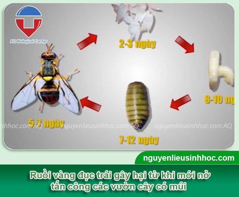 Phòng trừ ruồi đục trái có múi hiệu quả, an toàn với Pe insects