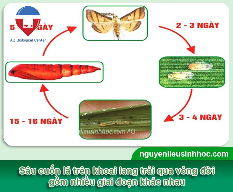 Biện pháp phòng trừ sâu ăn lá khoai lang hiệu quả với Ola insect in99