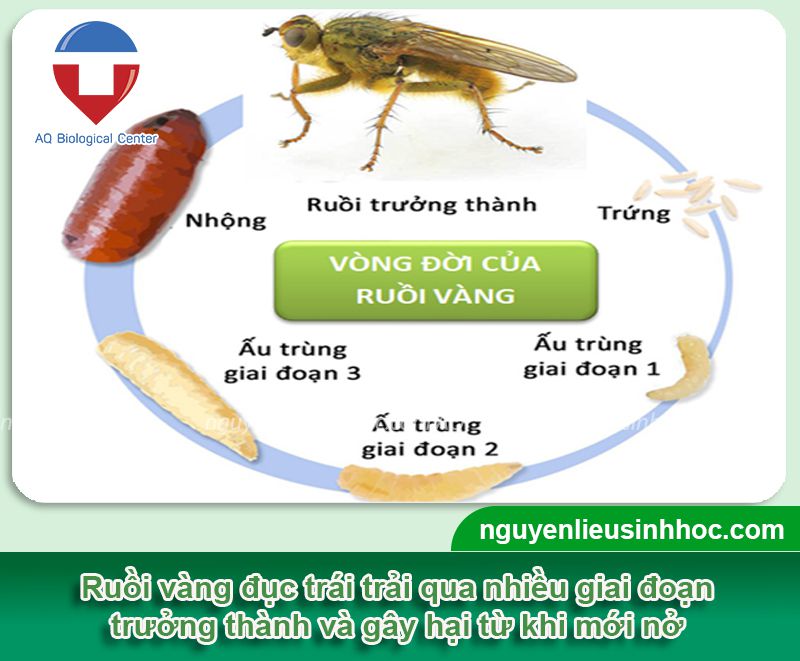 Hướng dẫn cách phòng trừ ruồi đục trái đu đủ hiệu quả