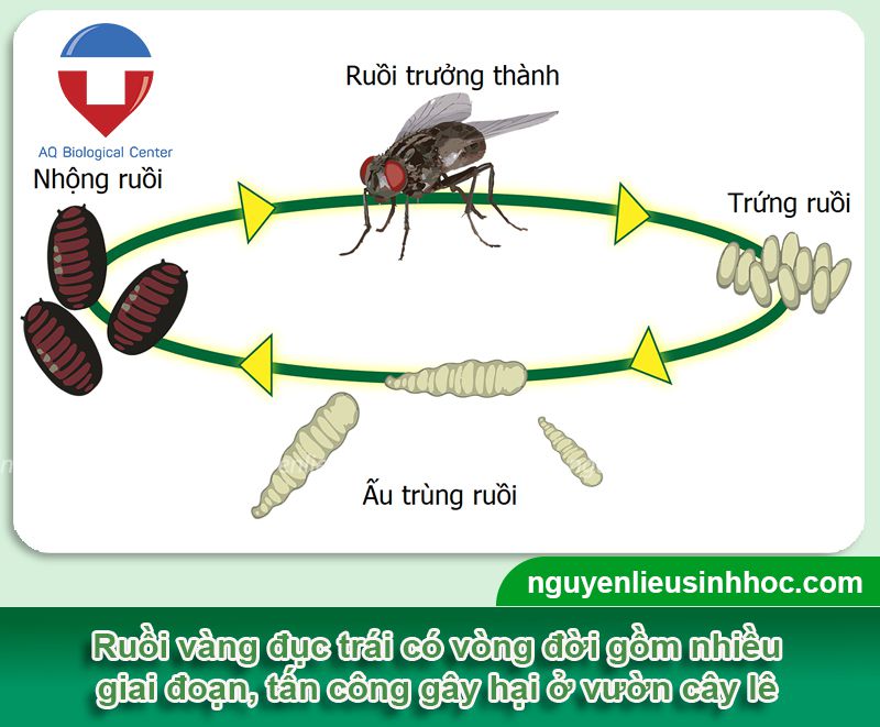 Hướng dẫn phòng trừ ruồi đục trái lê hiệu quả với Pe insects