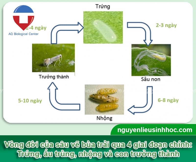 Cách phòng trừ sâu vẽ bùa trên vạn thọ an toàn, hiệu quả cao