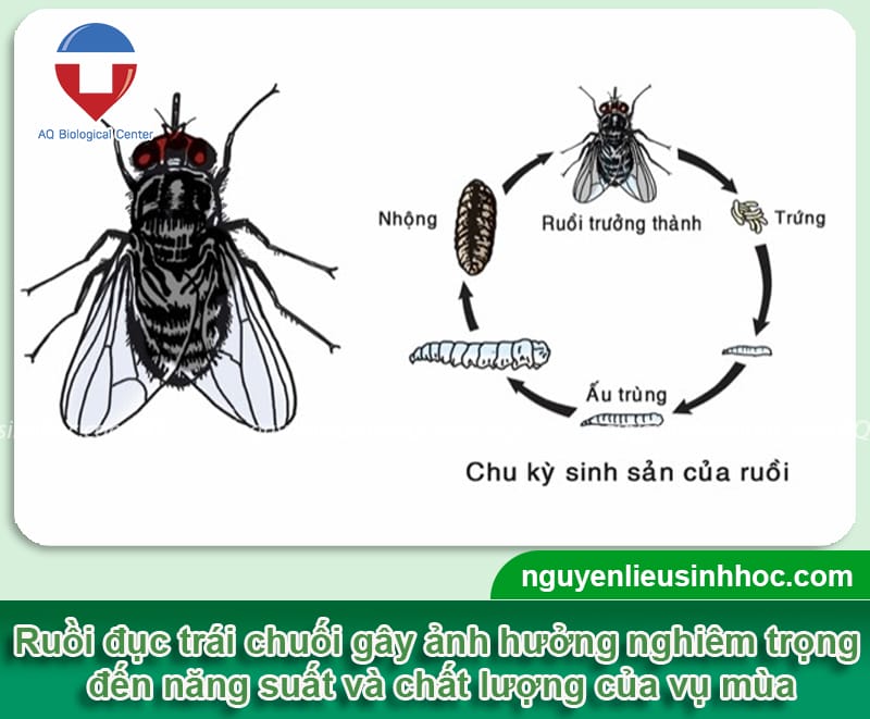 Phòng trừ dứt điểm ruồi đục trái chuối và Dấu hiệu nhận biết