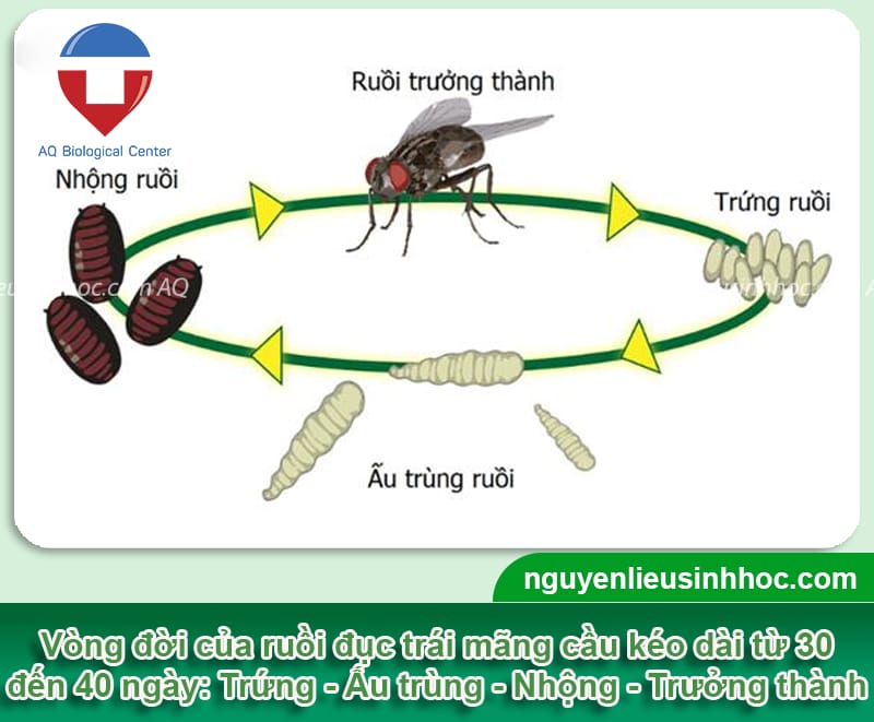 Ruồi đục trái mãng cầu: Dấu hiệu nhận biết và Cách phòng trừ