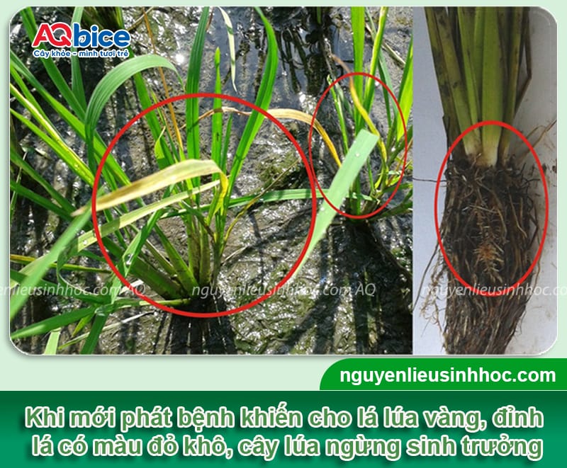 Xử lý dứt điểm bệnh nghẹt rễ lúa giúp cây xanh tốt nhanh