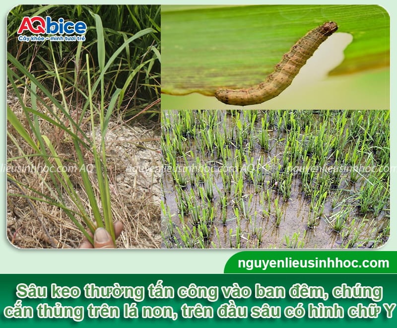 Nhận biết sâu keo hại lúa và Cách phòng trừ dứt điểm 3 Nhận biết sâu keo hại lúa và Cách phòng trừ dứt điểm