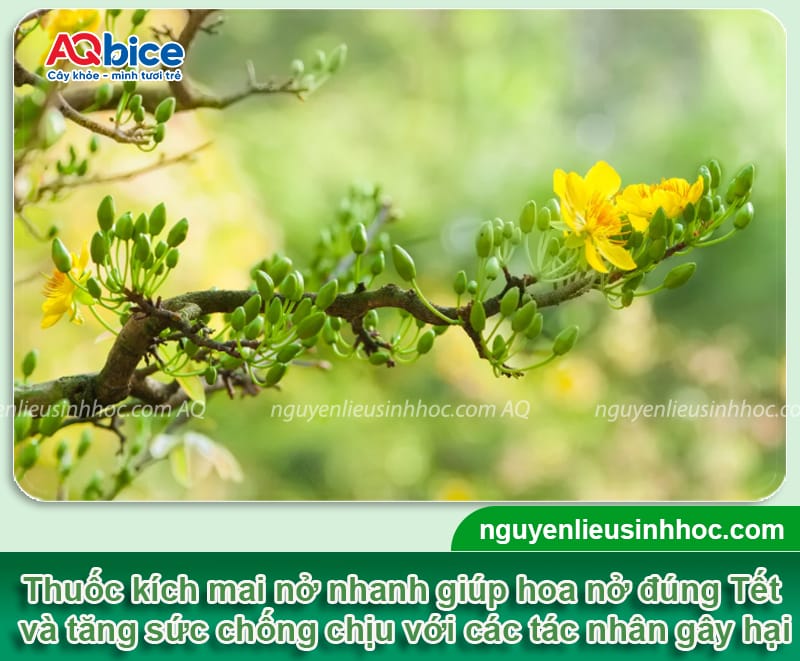 Thuốc phun kích thích ra hoa mai đúng Tết nguyên đán 2026 1 Thuốc phun kích thích ra hoa mai đúng Tết nguyên đán 2026