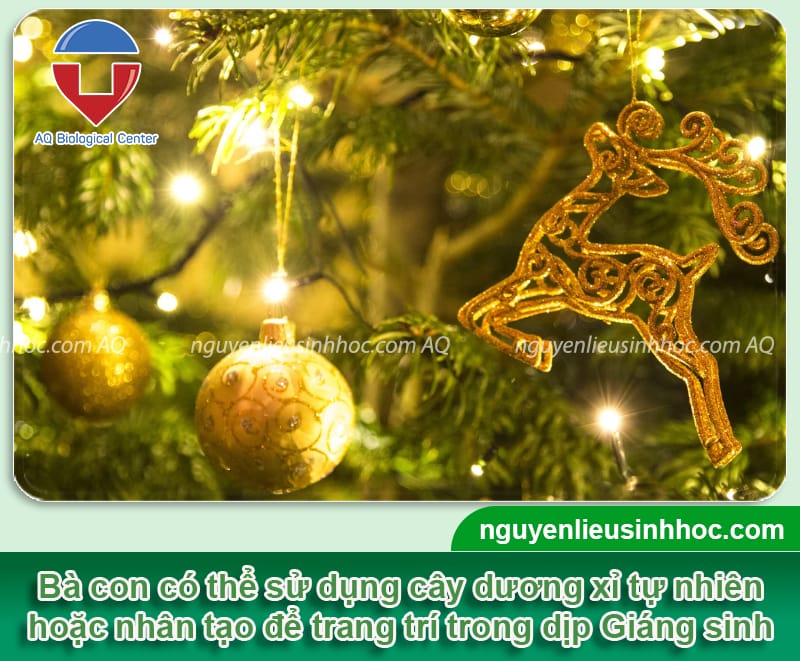 Cây dương xỉ trang trí noel: Hướng dẫn cách trồng và chăm sóc