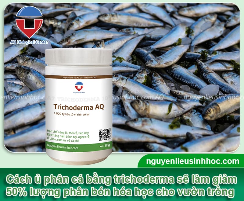 Cách ủ phân cá với nấm trichoderma không gây mùi hôi