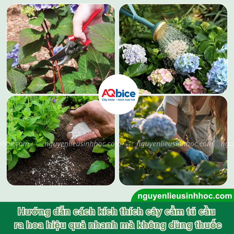 Cách kích thích cẩm tú cầu ra hoa đồng loạt, bông to rực rỡ 3 Cách kích thích cẩm tú cầu ra hoa đồng loạt, bông to rực rỡ