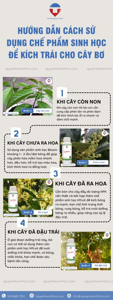 Cách làm cho cây bơ ra quả sai trĩu, không tốn nhiều công sức