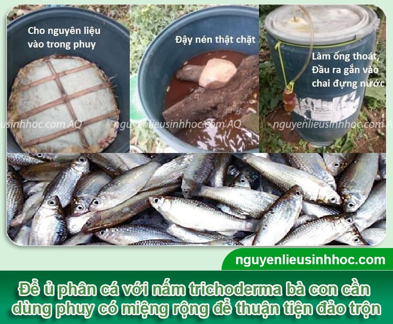 Cách ủ phân cá với nấm trichoderma không gây mùi hôi