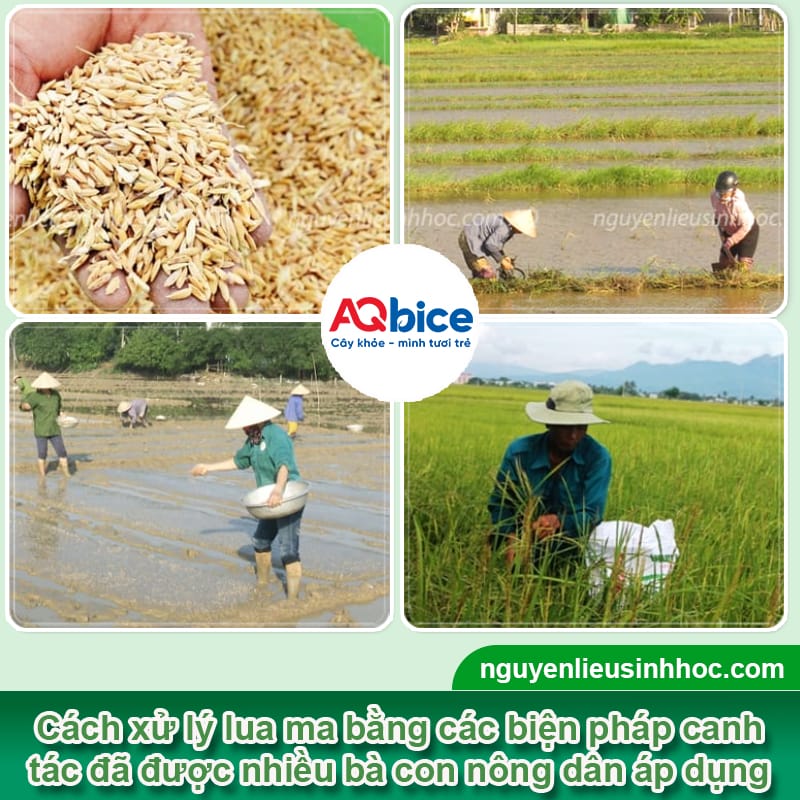 Cách xử lý lúa ma hiệu quả, giúp bảo vệ sản lượng thu hoạch 3 Cách xử lý lúa ma hiệu quả, giúp bảo vệ sản lượng thu hoạch