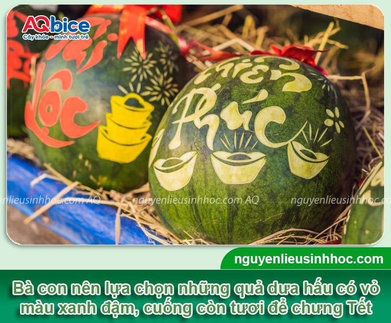 Cách trồng dưa hấu Tết 2026 để quả ra tròn trịa, ngọt lịm