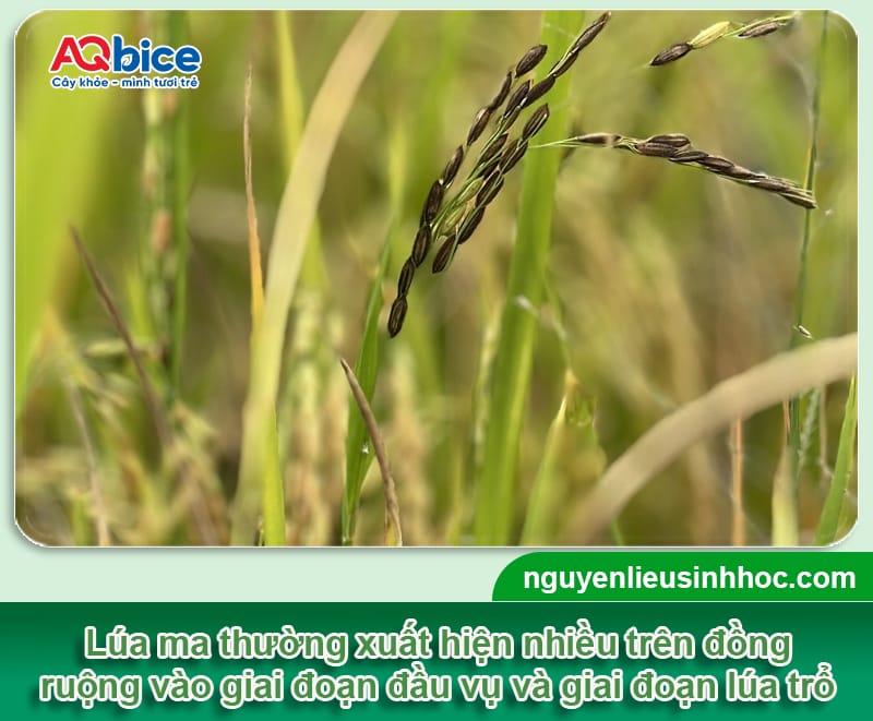 Cách xử lý lúa ma hiệu quả, giúp bảo vệ sản lượng thu hoạch 2 Cách xử lý lúa ma hiệu quả, giúp bảo vệ sản lượng thu hoạch