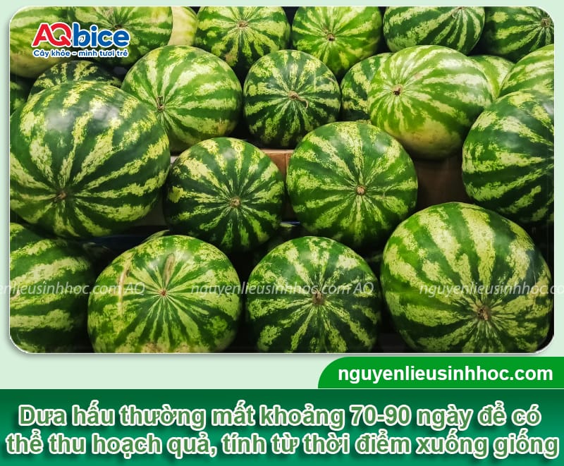 Cách trồng dưa hấu Tết 2026 để quả ra tròn trịa, ngọt lịm 2 Cách trồng dưa hấu Tết 2026 để quả ra tròn trịa, ngọt lịm