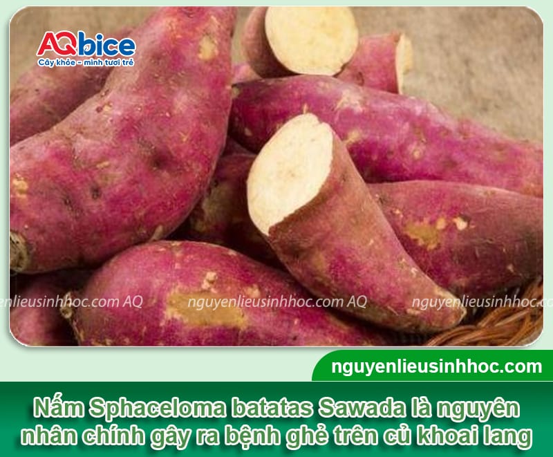 Nguyên nhân gây ra bệnh ghẻ khoai lang và Cách phòng trị