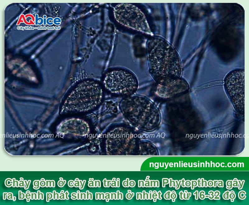 Cách phòng trị bệnh chảy gôm trên cây ăn trái và Nguyên nhân 2 Bệnh chảy gôm trên cây ăn trái: Nguyên nhân và Cách phòng trị