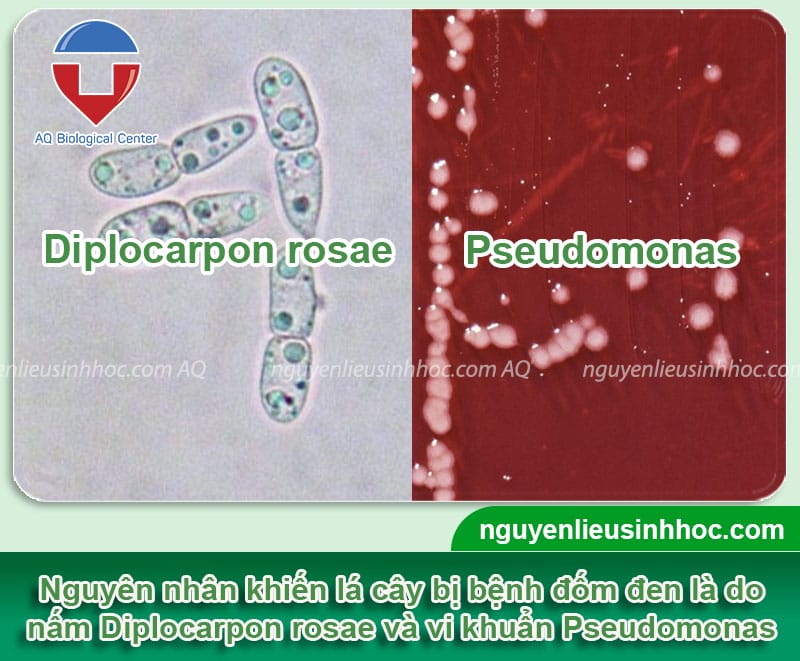 Nguyên nhân lá cây bị đốm đen và cách điều trị an toàn