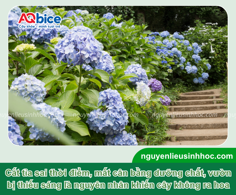 Cách kích thích cẩm tú cầu ra hoa đồng loạt, bông to rực rỡ 2 Cách kích thích cẩm tú cầu ra hoa đồng loạt, bông to rực rỡ
