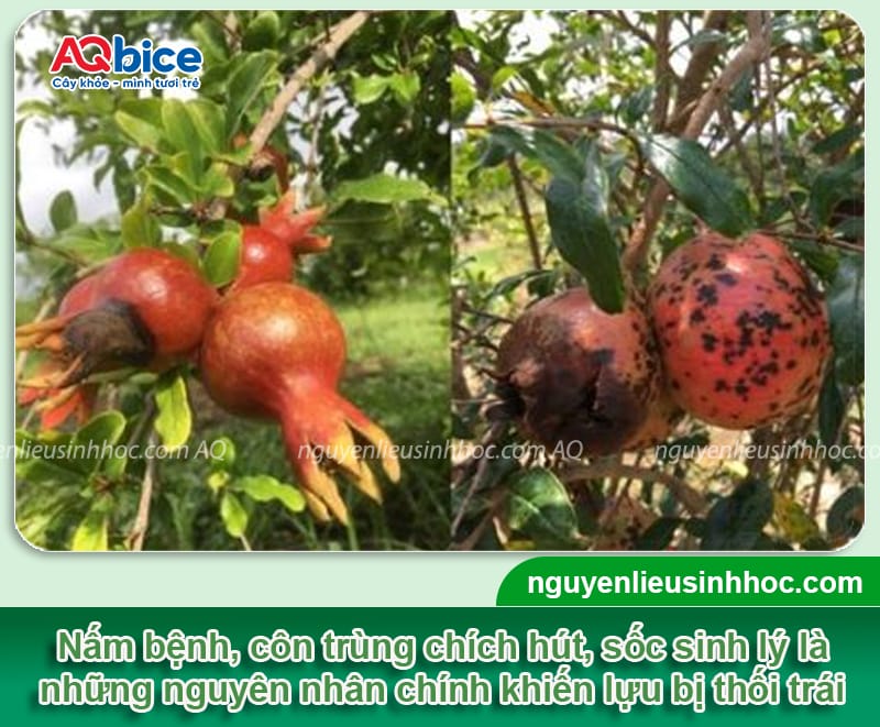 Lựu bị thối trái: Nguyên nhân và Cách phòng trị dứt điểm