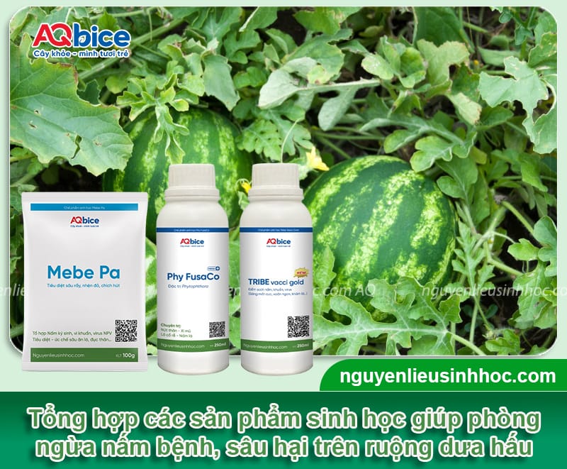 Cách trồng dưa hấu Tết 2026 để quả ra tròn trịa, ngọt lịm 5 Cách trồng dưa hấu Tết 2026 để quả ra tròn trịa, ngọt lịm