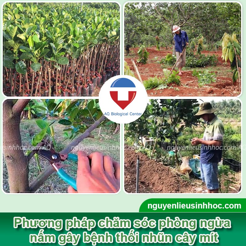 Bệnh thối nhũn cây mít do nguyên nhân nào và Cách phòng trừ