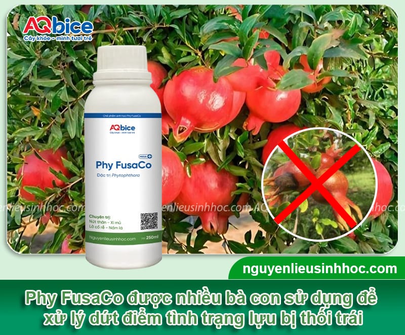 Lựu bị thối trái: Nguyên nhân và Cách phòng trị dứt điểm